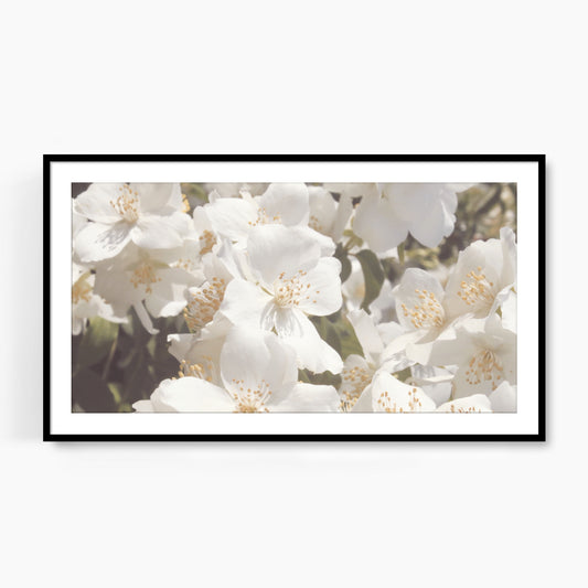 #1006F White Spring Flowers, Samsung Frame TV Art, Digital Wallpaper, Digital Download