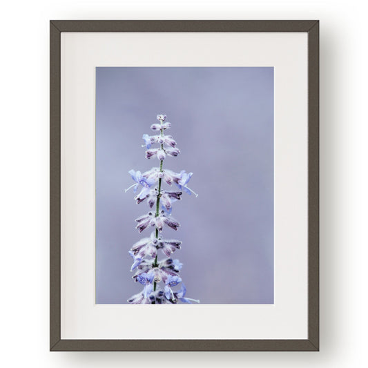 #1040 Violet Blue Sage Spires, Printable Art, Digital Download, Gallery Wall Art