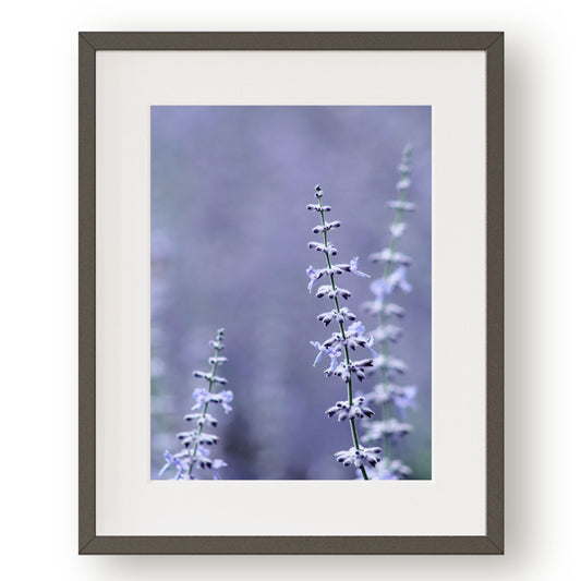 #1041 Violet Blue Sage Spires, Printable Art, Digital Download, Gallery Wall Art