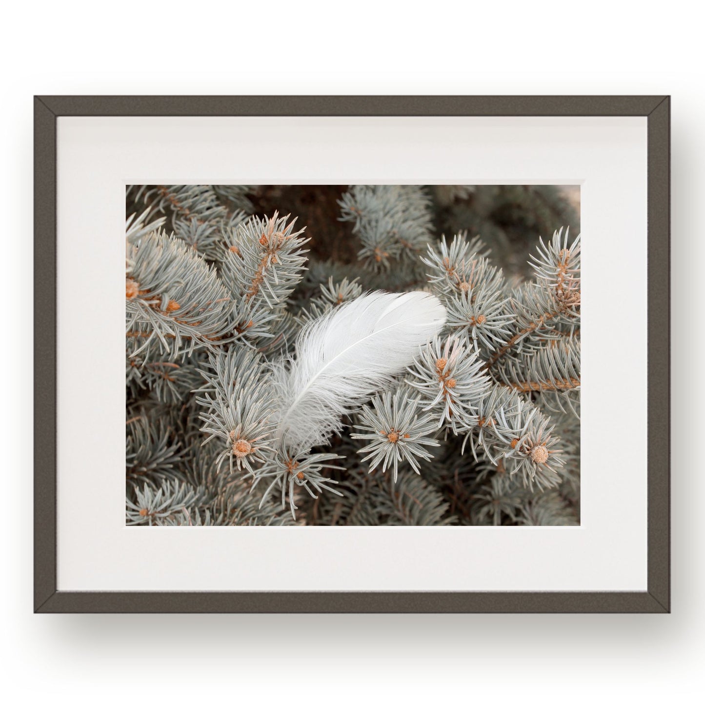 #1047 White Feather in Evergreen Branch, Printable Art, Digital Download, Gallery Wall Art