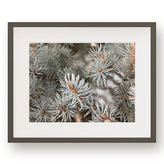 #1048 Striped Feather in Evergreen Branch, Printable Art, Digital Download, Gallery Wall Art