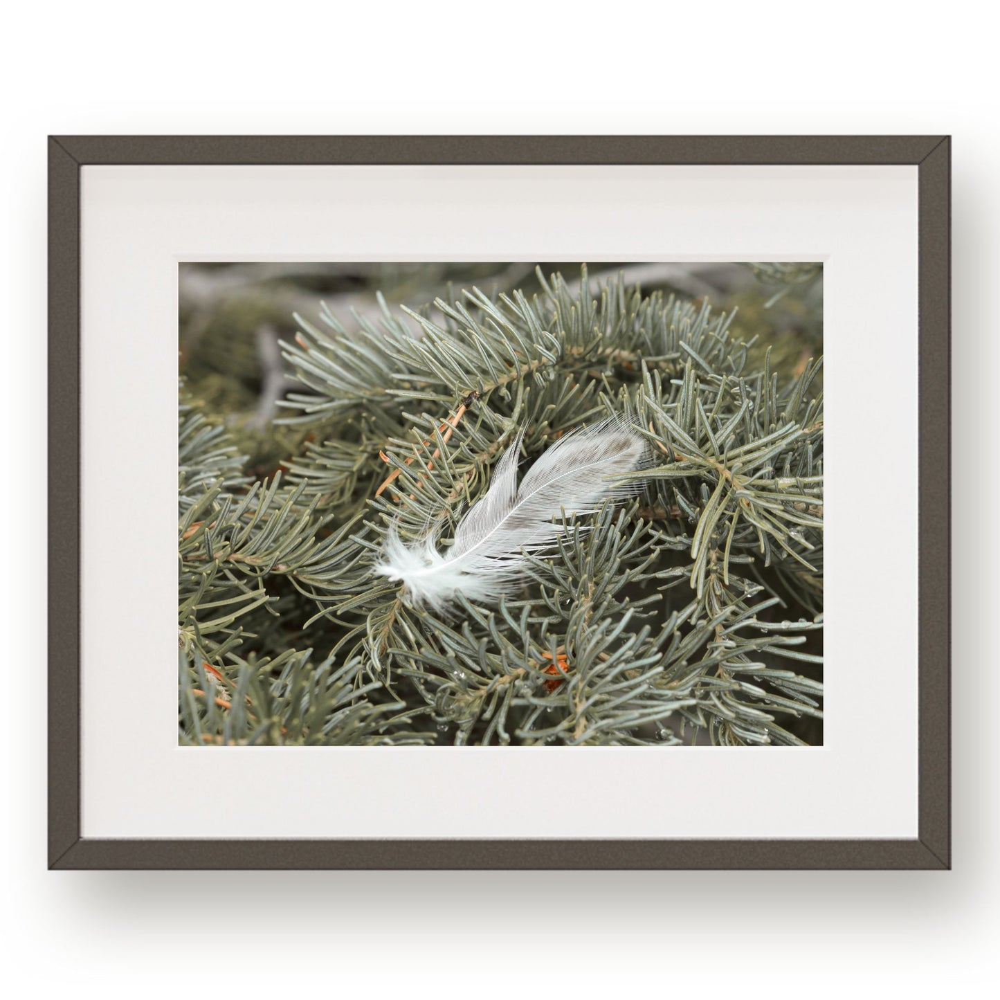 #1050 White Feather in Evergreen Branch, Printable Art, Digital Download, Gallery Wall Art