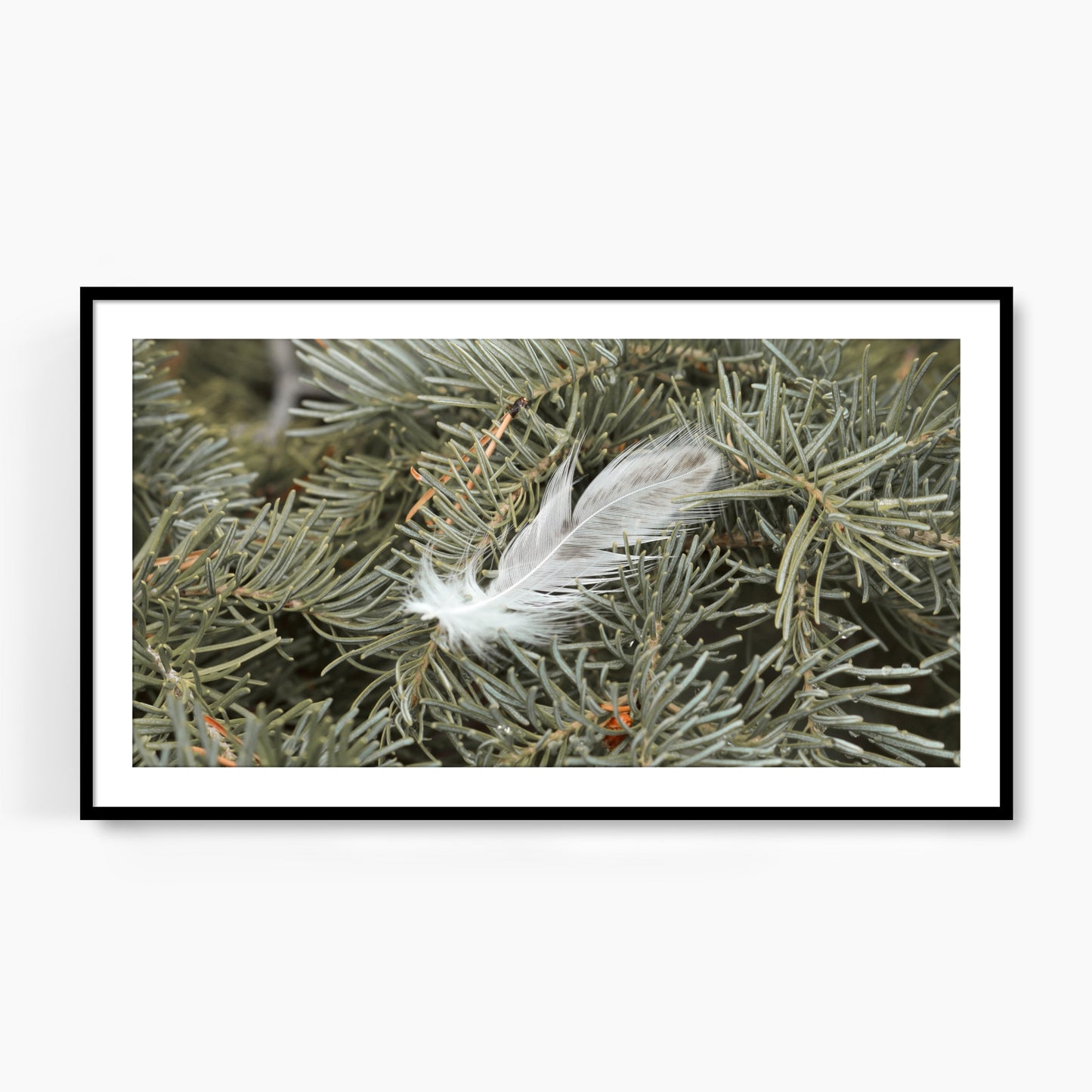 #1050F White Feather in Evergreen Branch, Samsung Frame TV Art, Digital Wallpaper, Digital Download