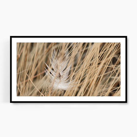 #1094F White Feather in Meadow Grass, Samsung Frame TV Art, Digital Wallpaper, Digital Download