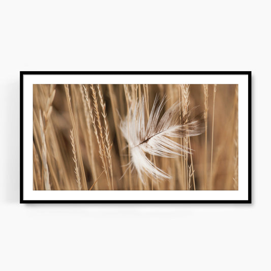 #1095F Feather in Meadow Grass, Samsung Frame TV Art, Digital Wallpaper, Digital Download