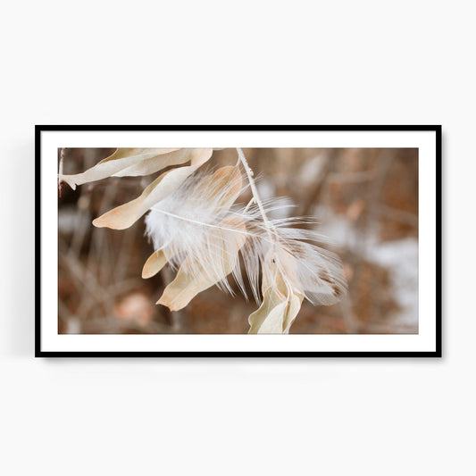 #1096F Feather in Russian Olive Tree, Samsung Frame TV Art, Digital Wallpaper, Digital Download