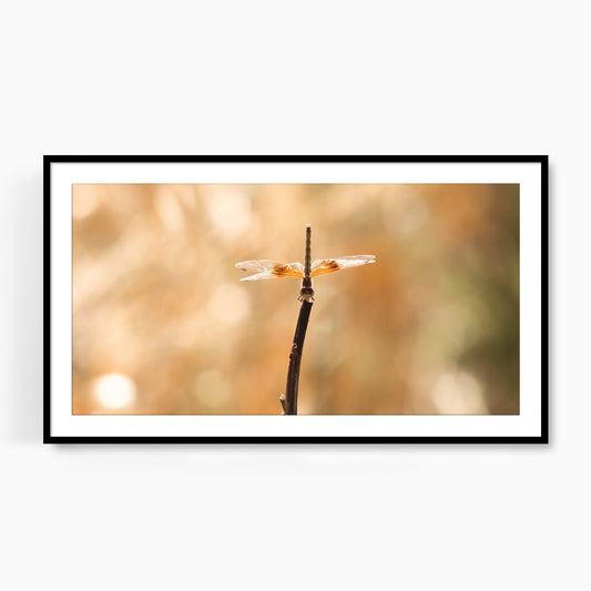 #1110F Golden Dragonfly, Samsung Frame TV Art, Digital Wallpaper, Digital Download