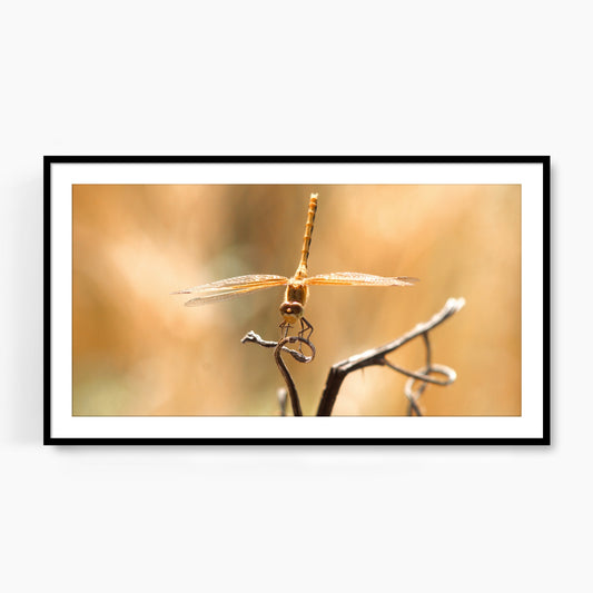 #1111F Golden Dragonfly, Samsung Frame TV Art, Digital Wallpaper, Digital Download