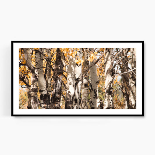 #1121F Aspen Trees in Fall, Samsung Frame TV Art, Digital Wallpaper, Digital Download