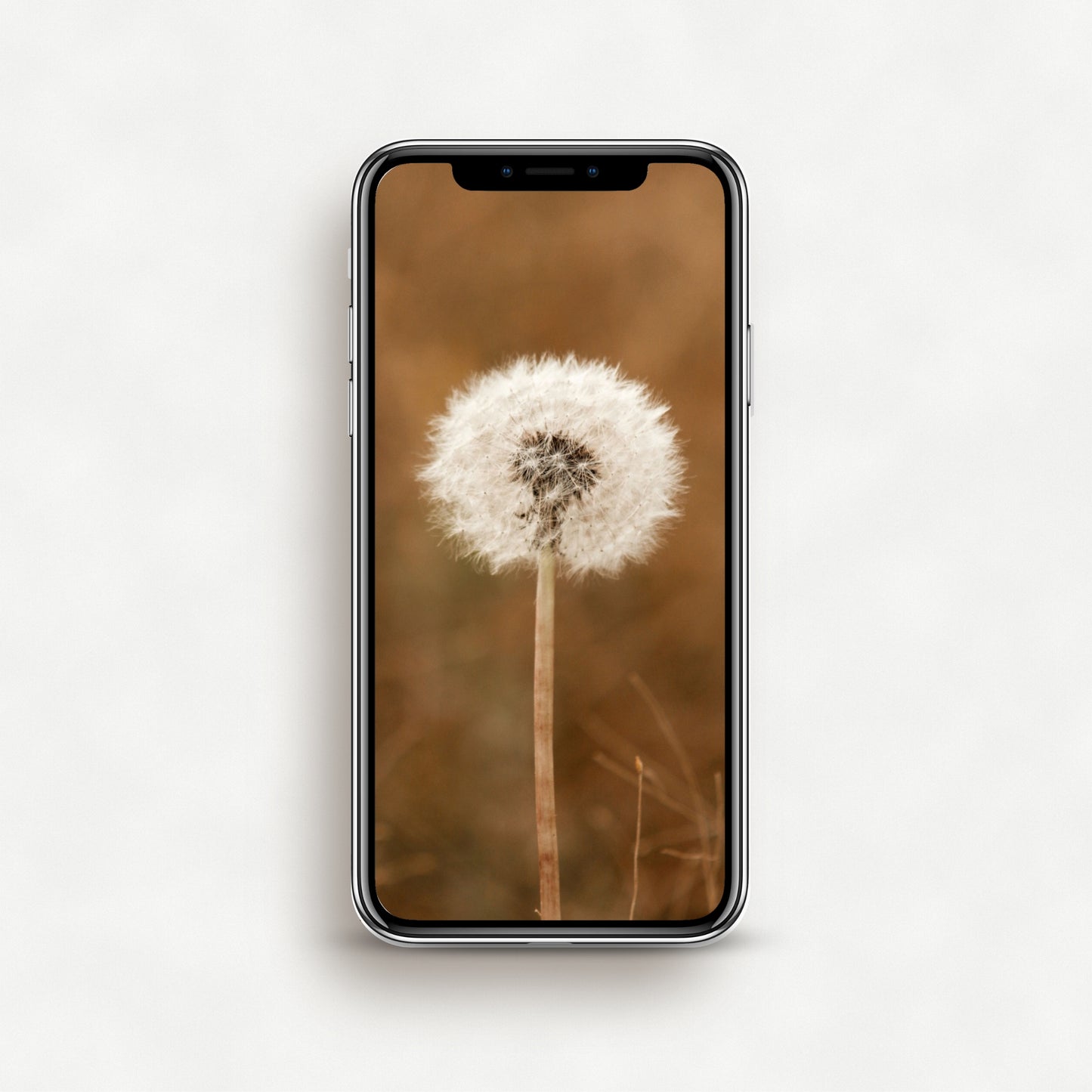 #1140P Dandelion in Meadow - Phone Wallpaper, iPhone Wallpaper, Android Wallpaper, Lock Screen Wallpaper