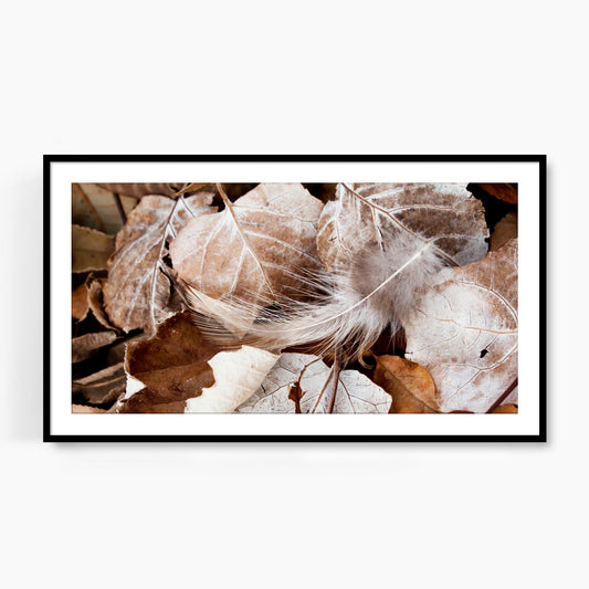 #1143F White Feather on Fallen Leaves, Samsung Frame TV Art, Digital Wallpaper, Digital Download