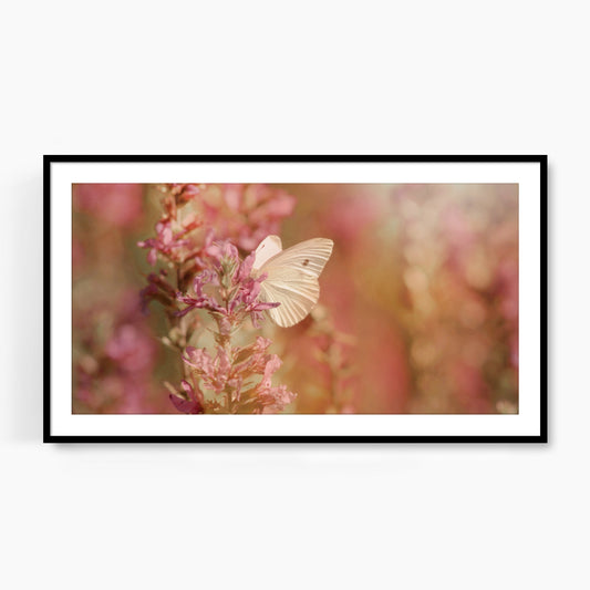 #1146F White Butterfly on Pink Flowers, Samsung Frame TV Art, Digital Wallpaper, Digital Download