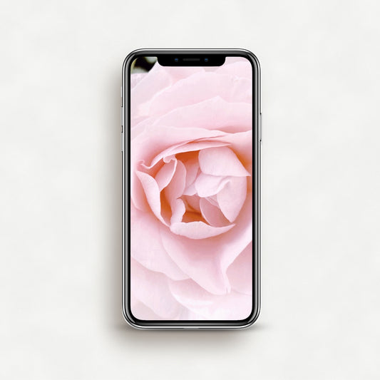 #1148P Pink Rose - Phone Wallpaper, iPhone Wallpaper, Android Wallpaper, Lock Screen Wallpaper