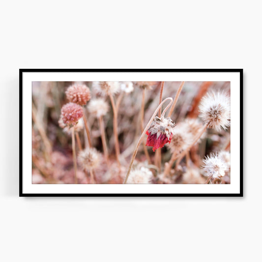 #1149F Pink Flower in Winter, Samsung Frame TV Art, Digital Wallpaper, Digital Download