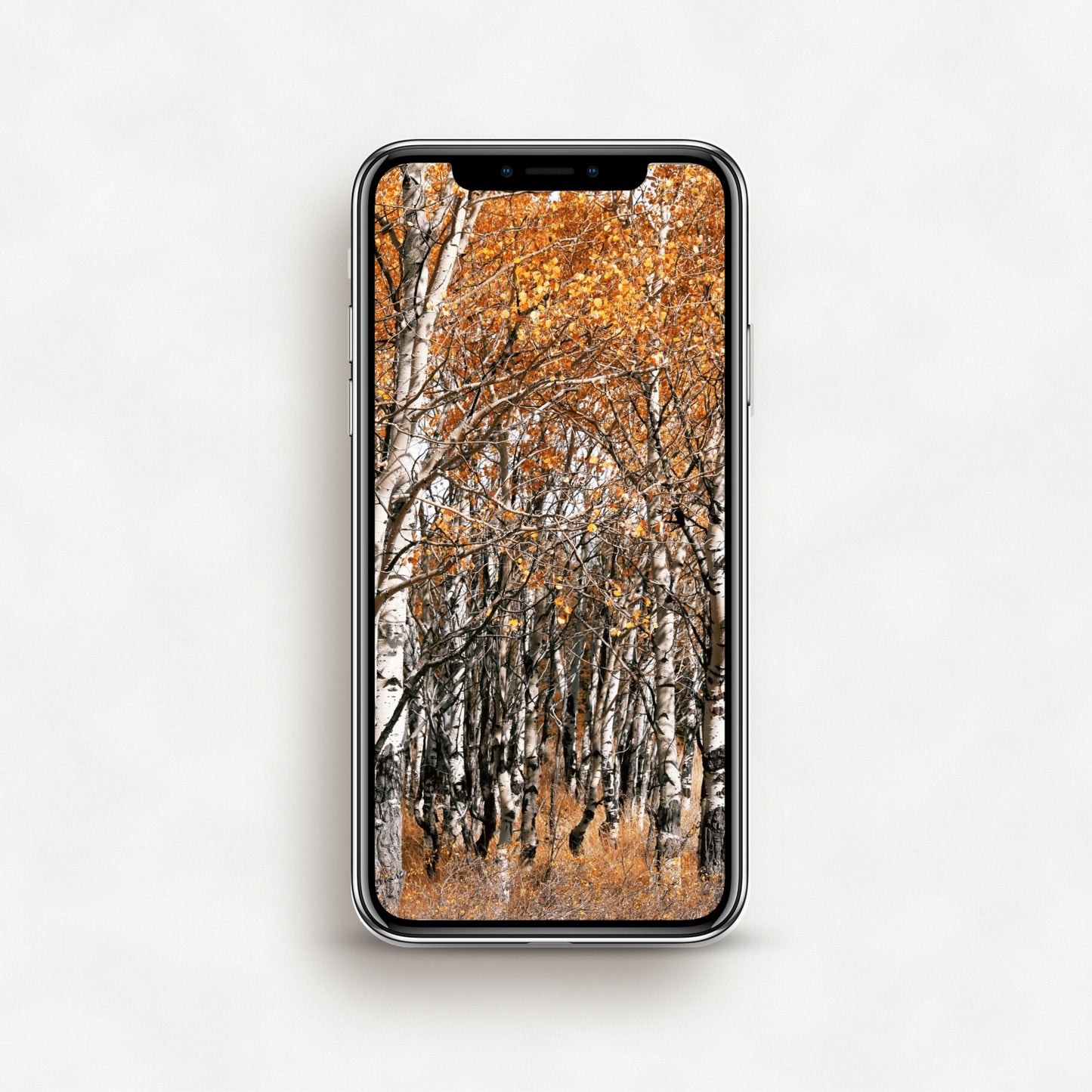 #1205P Golden Leaves on White Aspen Trees - Phone Wallpaper, iPhone Wallpaper, Android Wallpaper, Lock Screen Wallpaper