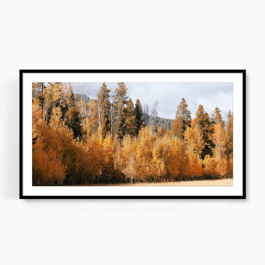 #1207F Golden Tree Line in Fall, Samsung Frame TV Art, Digital Wallpaper, Digital Download