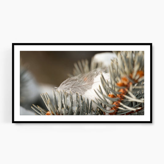 #1210F Gray Feather on Snowy Evergreen Branch, Samsung Frame TV Art, Digital Wallpaper, Digital Download