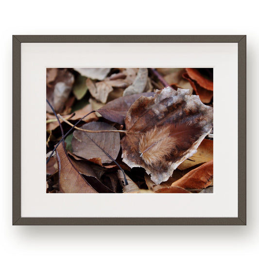 #1225 Brown Feather in Fallen Leaves, Printable Art, Digital Download, Gallery Wall Art