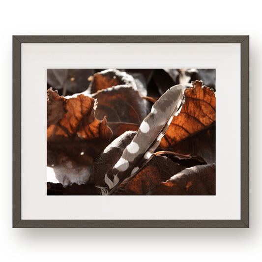 #1227 Gray and White Woodpecker Feather in Fallen Leaves, Printable Art, Digital Download, Gallery Wall Art