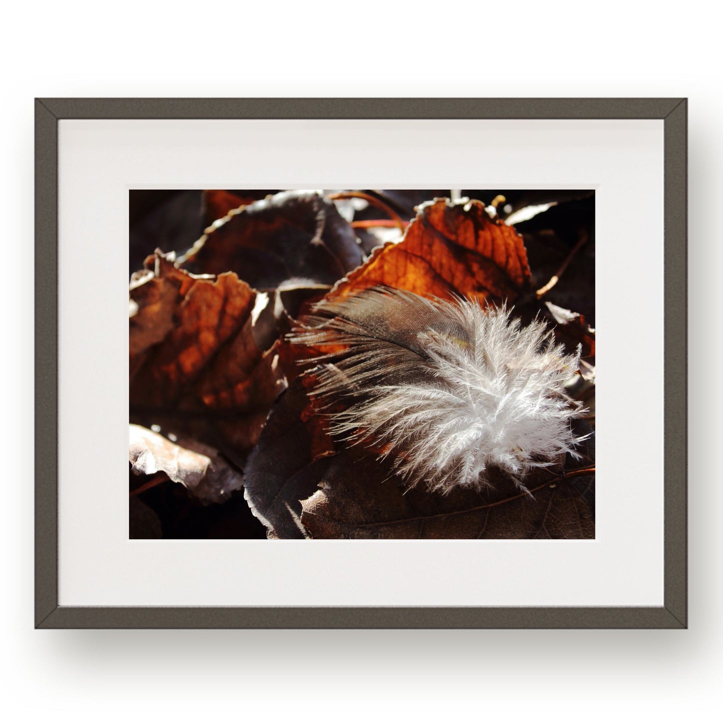 #1229 Gray Feather on Dark Fallen Leaves, Printable Art, Digital Download, Gallery Wall Art