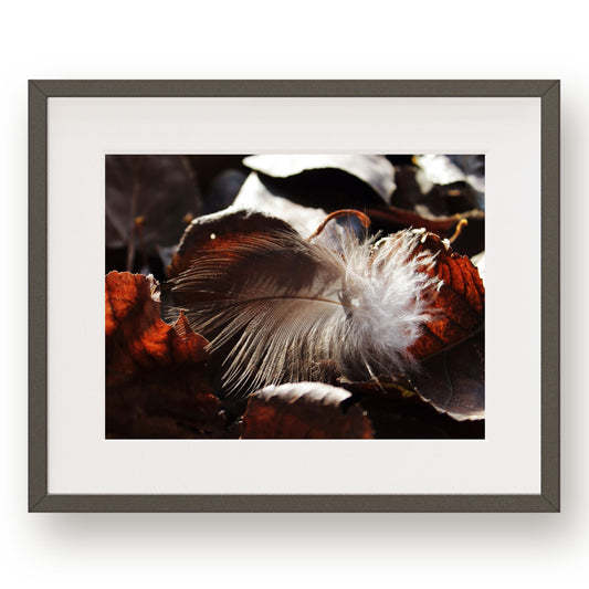 #1231 Gray Feather on Dark Fallen Leaves, Printable Art, Digital Download, Gallery Wall Art