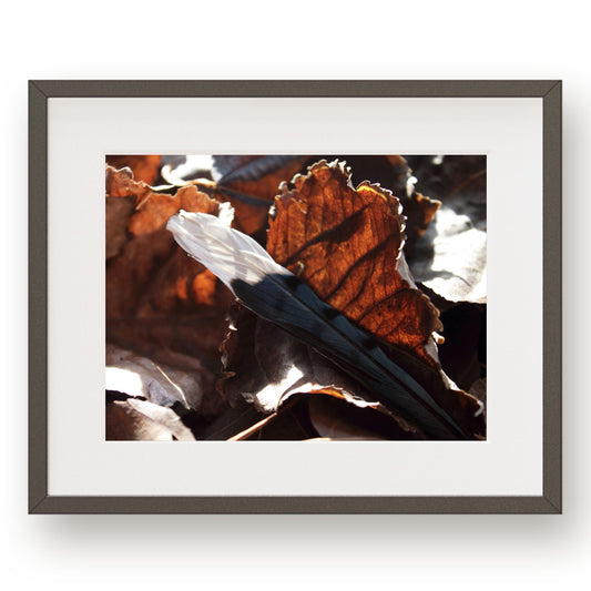 #1232 White Tipped Blue Jay Feather in Fallen Leaves, Printable Art, Digital, Gallery Wall Art