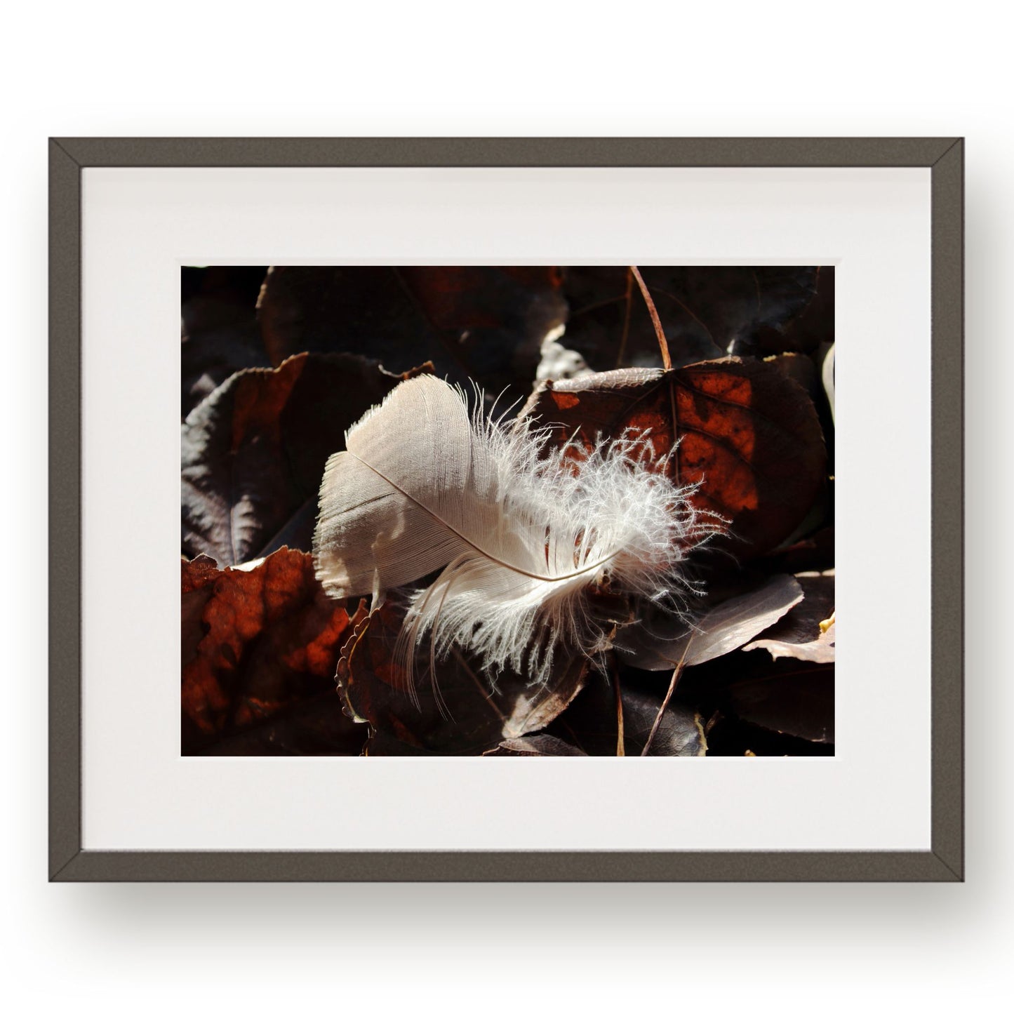 #1233 Gray Feather in Fallen Leaves, Printable Art, Digital Download, Printable Art