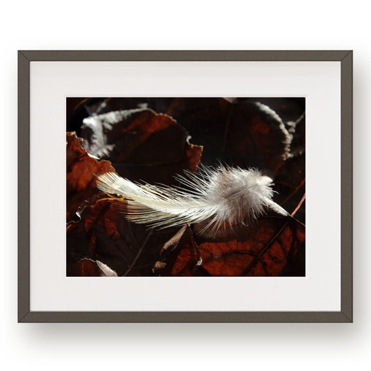 #1234 Cream Colored Feather on Fallen Leaves, Printable , Digital Download, Gallery Wall Art