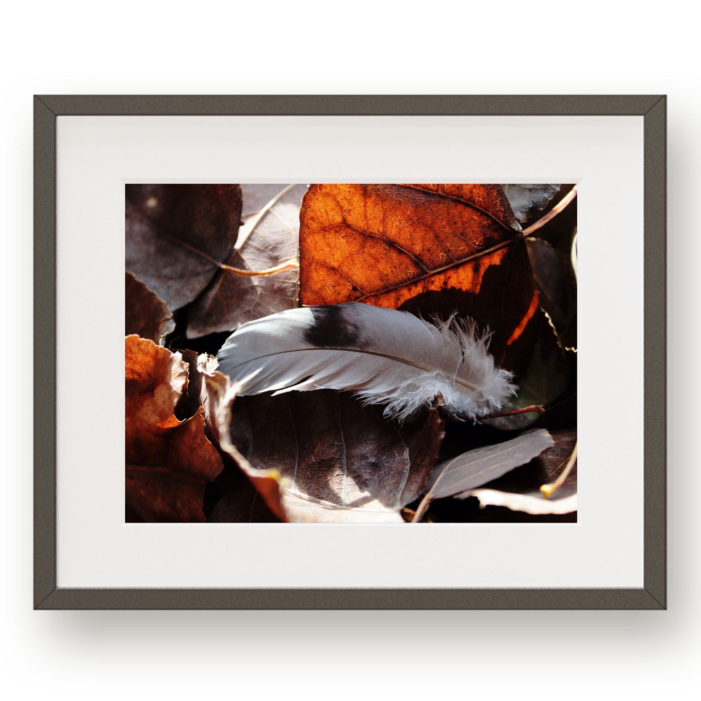 #1235 Black and Gray Feather in Fallen Leaves, Printable Art, Digital Download, Gallery Wall Art