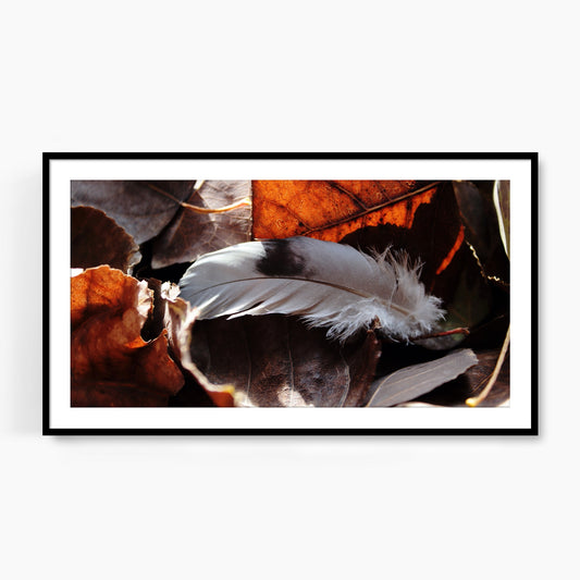 #1235F Black and Gray Feather on Fallen Leaves, Samsung Frame TV Art, Digital Wallpaper, Digital Download