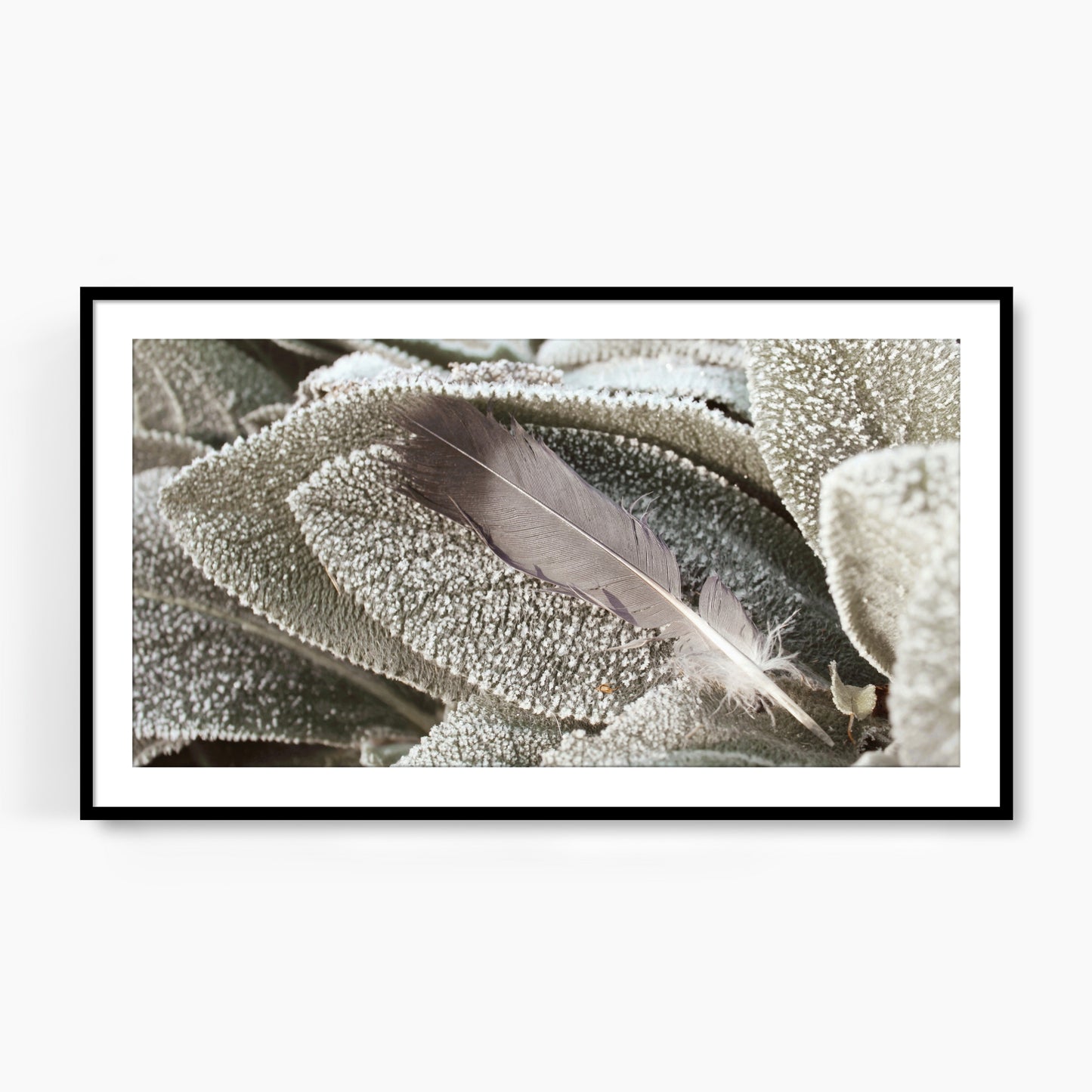 #1284F Gray Feather on Frosted Leaf, Samsung Frame TV Art, Digital Wallpaper, Digital Download