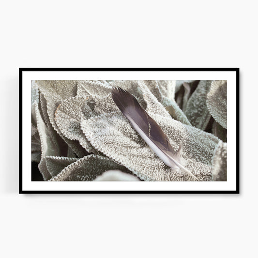 #1285F Gray Feather on Frosted Leaf, Samsung Frame TV Art, Digital Wallpaper, Digital Download