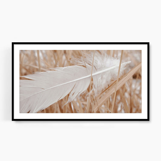 #1320F White Feather in Reeds, Samsung Frame TV Art, Digital Wallpaper, Digital Download