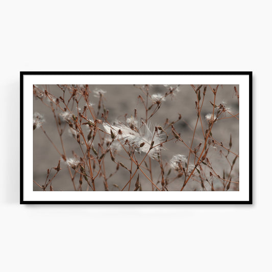 #1329F White Feather in Brown Branches, Samsung Frame TV Art, Digital Wallpaper, Digital Download