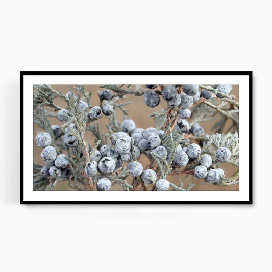 #1340F Juniper Berries, Samsung Frame TV Art, Digital Wallpaper, Digital Download