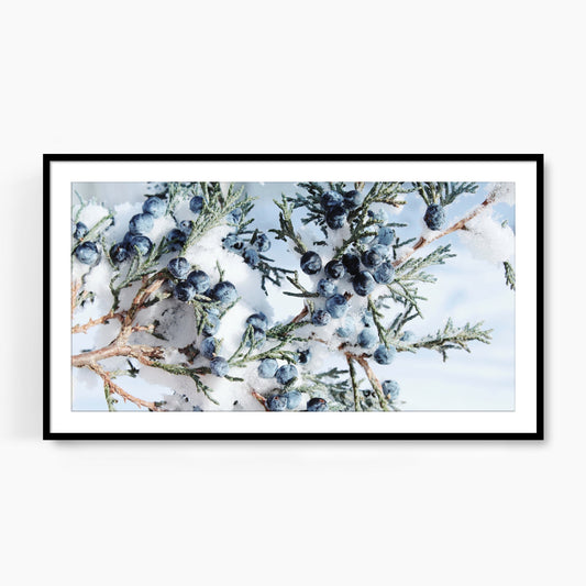 #1343F Snow Covered Juniper Berries, Samsung Frame TV Art, Digital Wallpaper, Digital Download