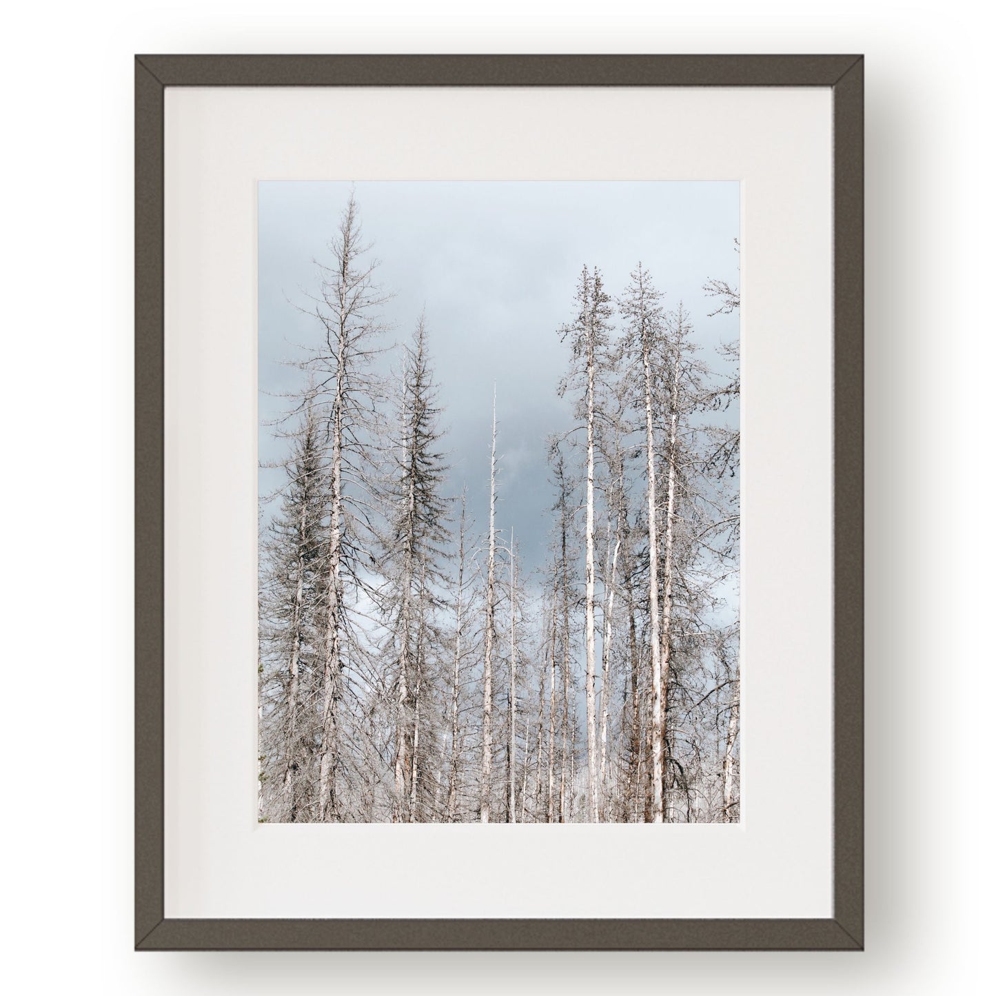 #1377 Winter Pines on Pale Blue Sky, Printable Art, Digital Download, Gallery Wall Art