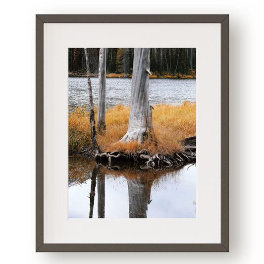 #1383 Weathered Tree Reflection on Blue Lake, Printable Art, Digital Download, Gallery Wall Art