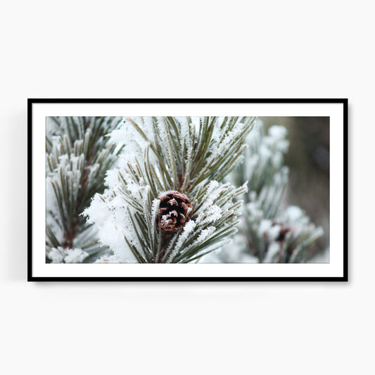 #1437F Snow Covered Pine Cone in Evergreen, Samsung Frame TV Art, Digital Wallpaper, Digital Download