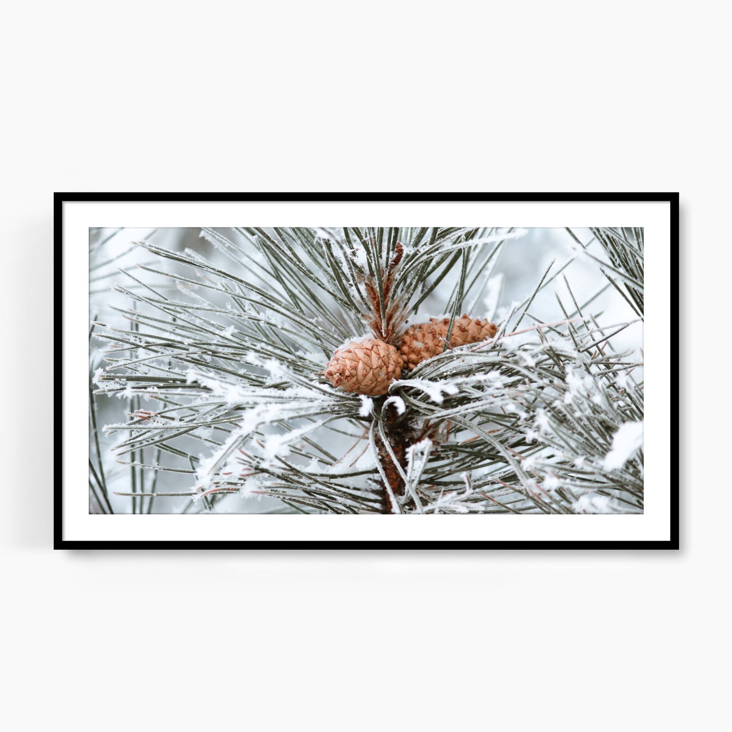 #1438F Snow Covered Pine Cones in Evergeen, Samsung Frame TV Art, Digital Wallpaper, Digital Download