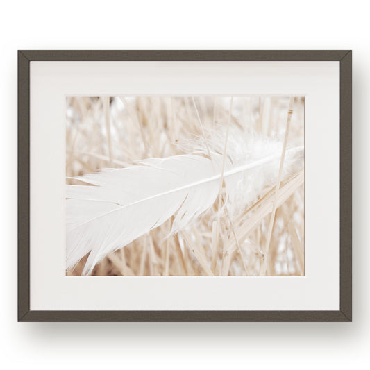 #1504 White Feather in Reeds, Printable Art, Digital Download, Gallery Wall Art