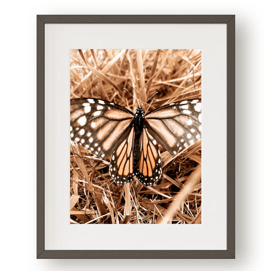 #1506 Orange and Black Butterfly on Golden Grass, Printable Art, Digital Download, Gallery Wall Art