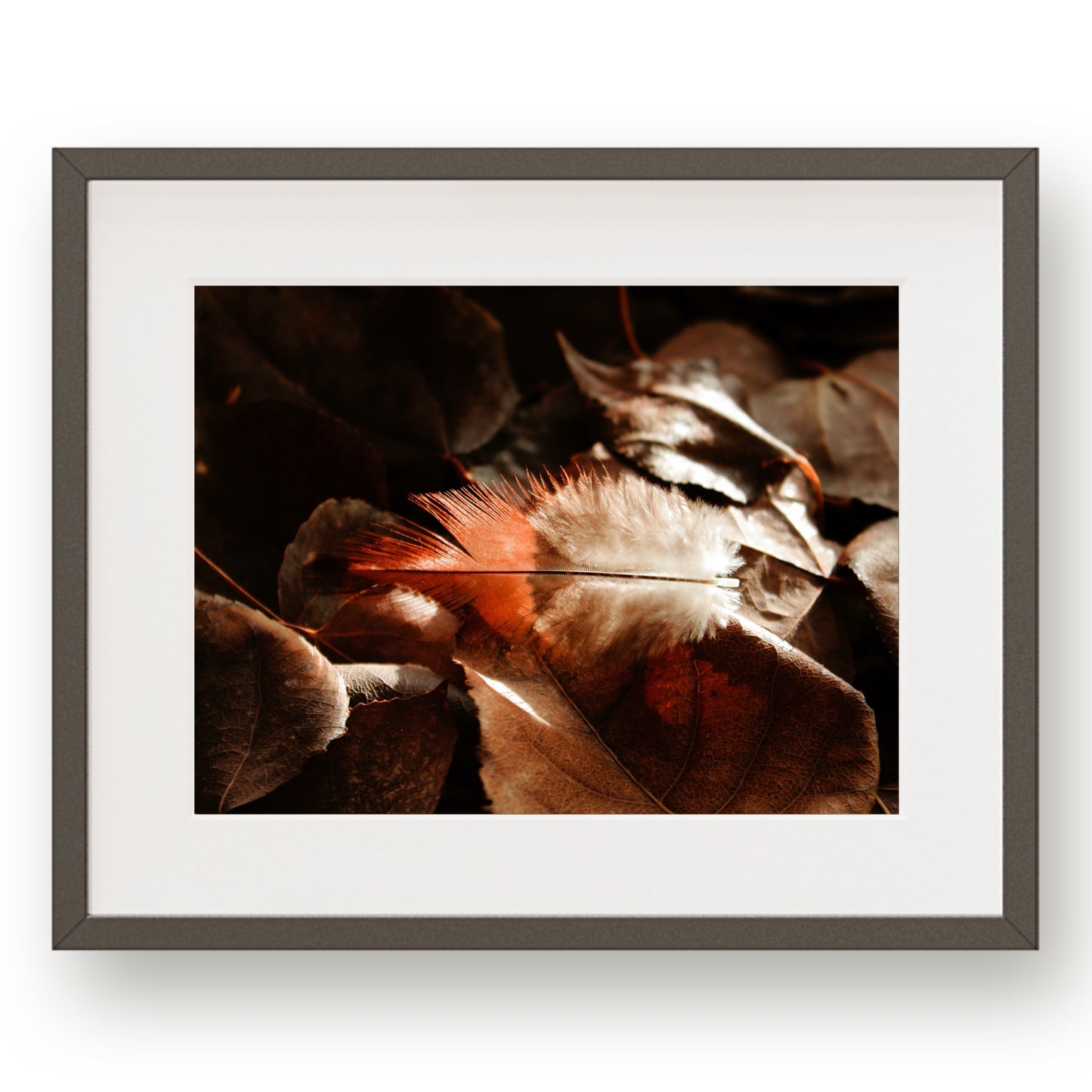 #1507 Red Tipped Feather on Fallen Leaves, Printable Art, Digital Download, Gallery Wall Art