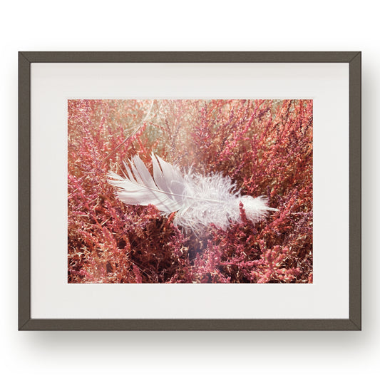 #1515 Soft White Feather on Bed of Pink, Printable Art, Digital Download, Gallery Wall Art