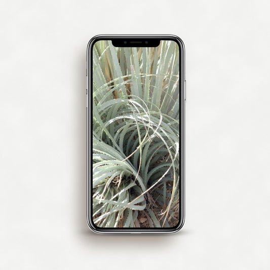 #1544P Twisted Green Desert Plant - Phone Wallpaper, iPhone Wallpaper, Android Wallpaper, Lock Screen Wallpaper