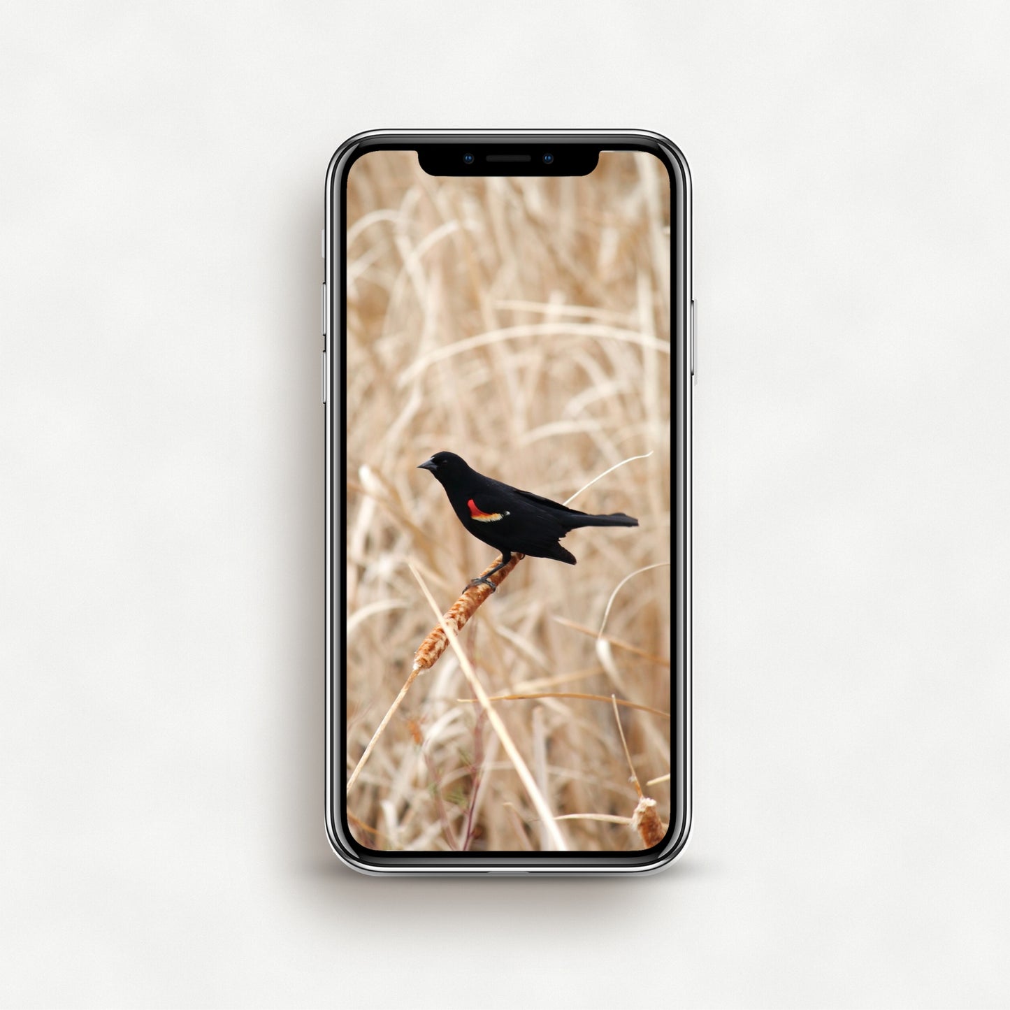 #1557P Black Bird on Golden Cattail Reed - Phone Wallpaper, iPhone Wallpaper, Android Wallpaper, Lock Screen Wallpaper