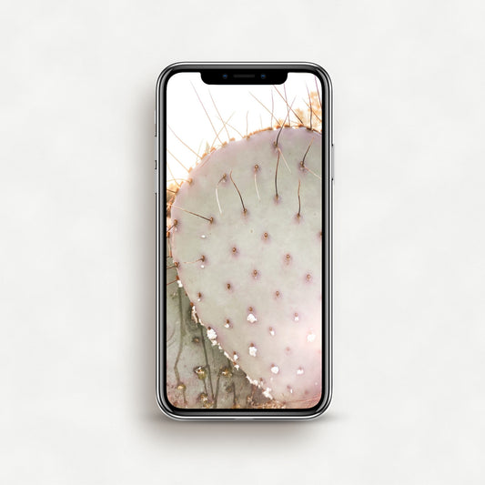 #1590P Sunkissed Cactus - Phone Wallpaper, iPhone Wallpaper, Android Wallpaper, Lock Screen Wallpaper