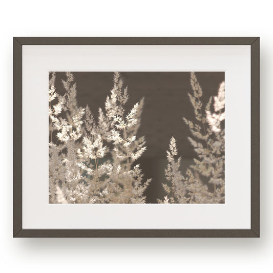 Cream colored lacy grass plumes against a dark background.