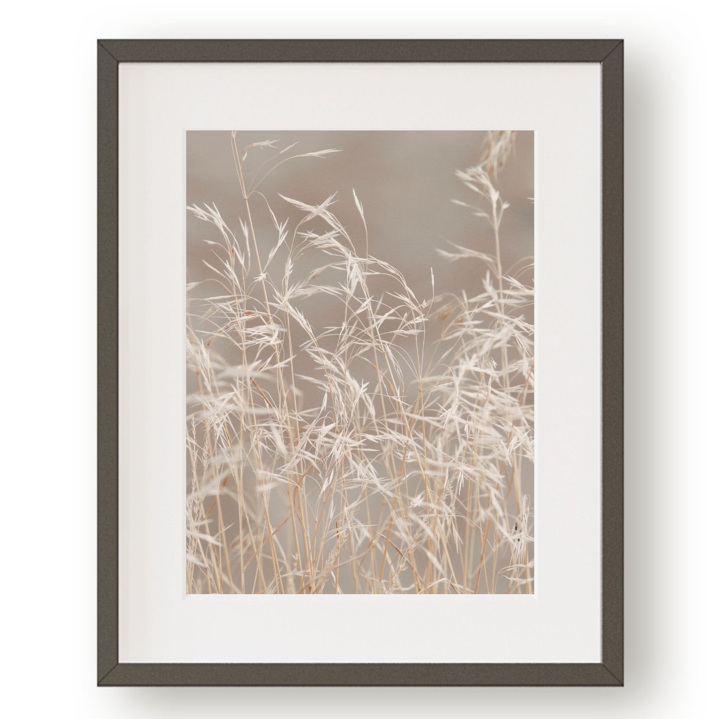 Tan grass seed heads against a soft gray background.