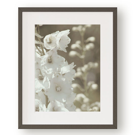 #1449 White Flowers, Printable Art, Digital Download, Home Decor, Gallery Art, Wall Art